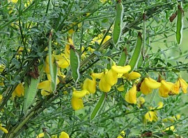Scotch broom in bloom