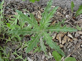 Canada thistle